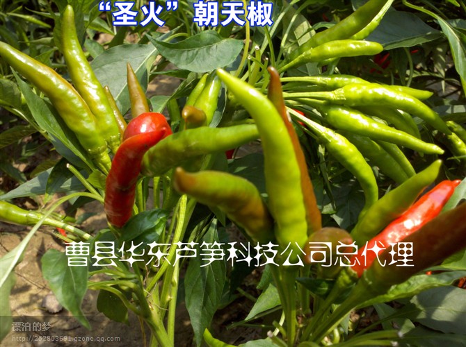 山东曹县正品蔬菜朝天椒种子 天龙F1  高产辣椒籽蔬菜蔬果种子