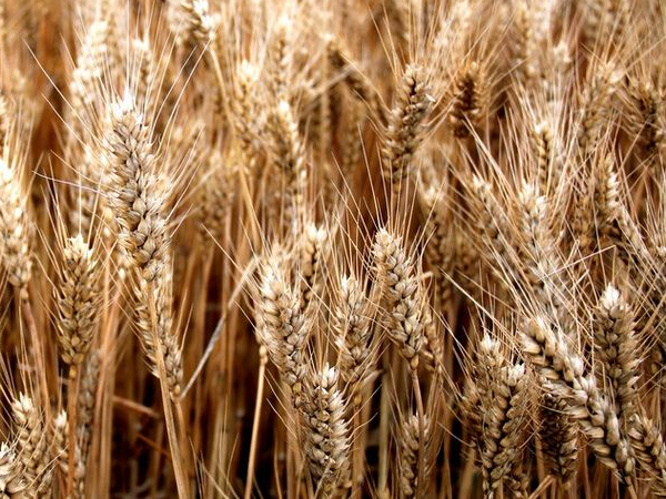 商水县小麦销售   小麦种植