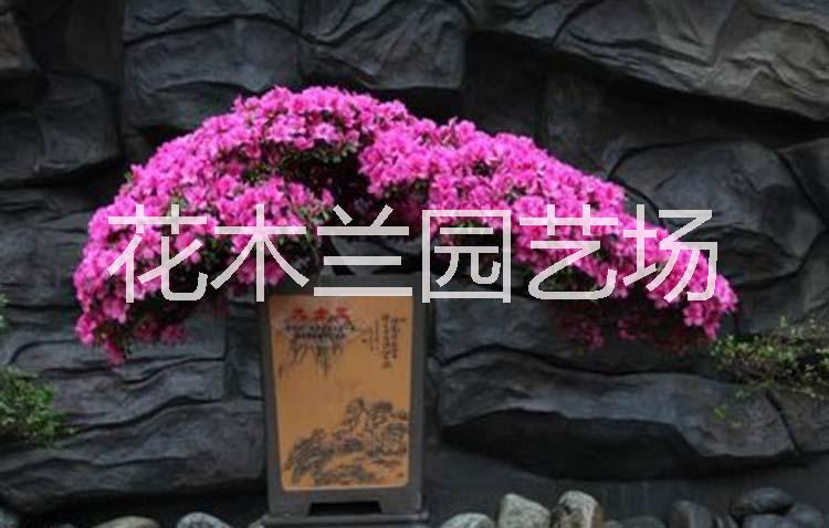 杜鹃花 杜鹃花四季杜鹃毛娟