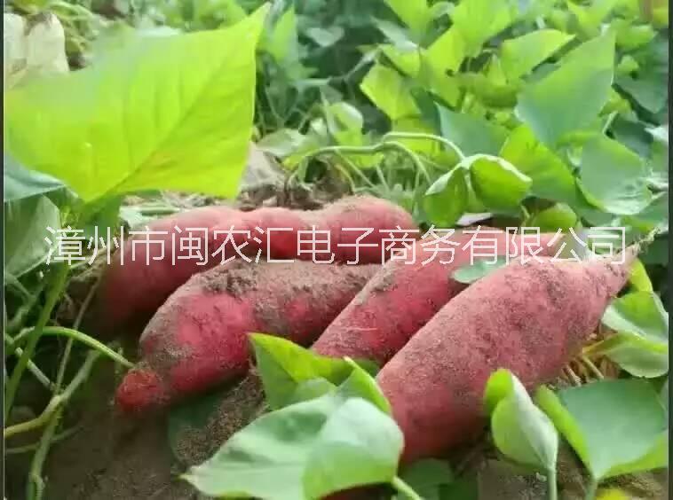 六鳌红蜜薯红心地瓜赤沙地 福建六鳌红蜜薯红心地瓜赤沙地瓜 福建六鳌红蜜薯红心地瓜新鲜红薯农