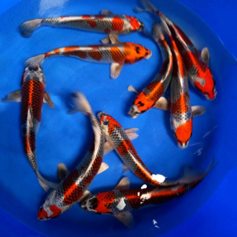 广州巨能水产渔场直销红孔雀锦鲤鱼很红金属感很强35-40公分包活包损图片