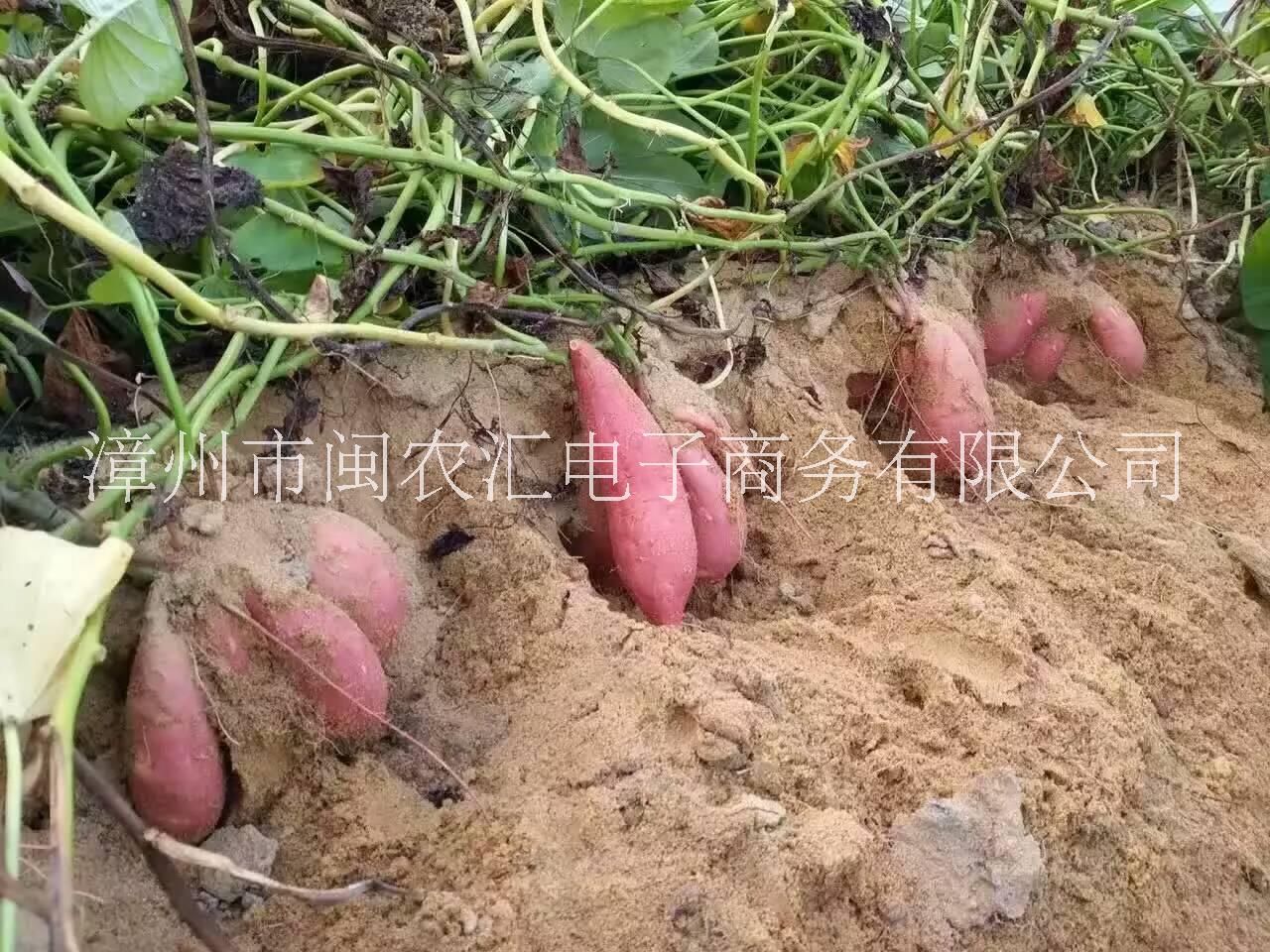 六鳌红蜜薯红心地瓜赤沙地 福建六鳌红蜜薯红心地瓜赤沙地瓜 福建六鳌红蜜薯红心地瓜新鲜红薯农