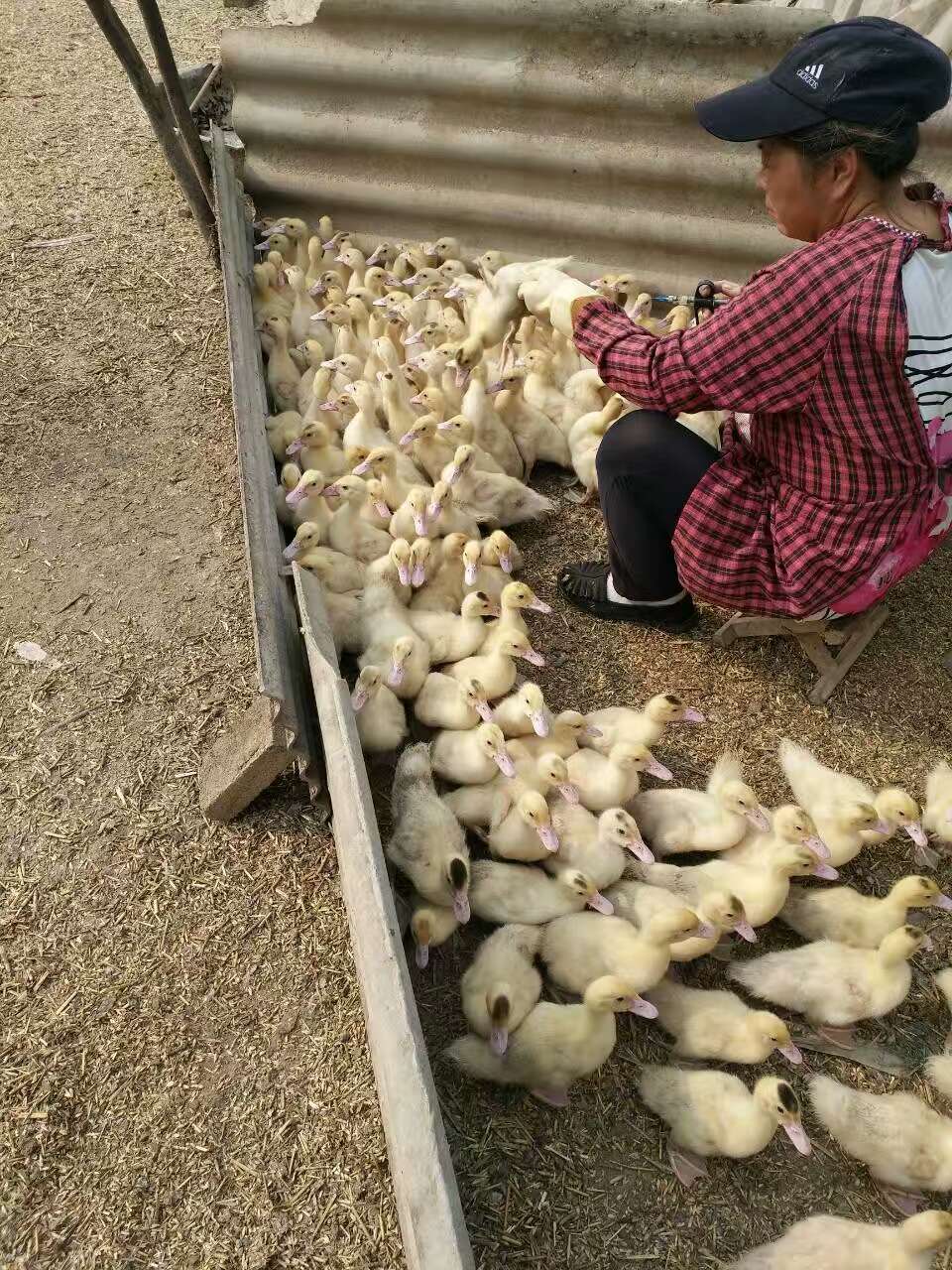 三原县鸭子养殖  鸡养殖