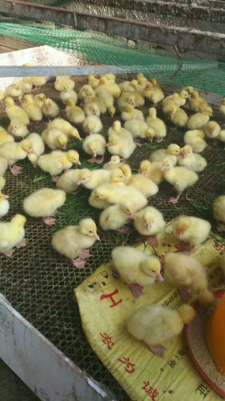 三原县鸭子养殖  鸡养殖