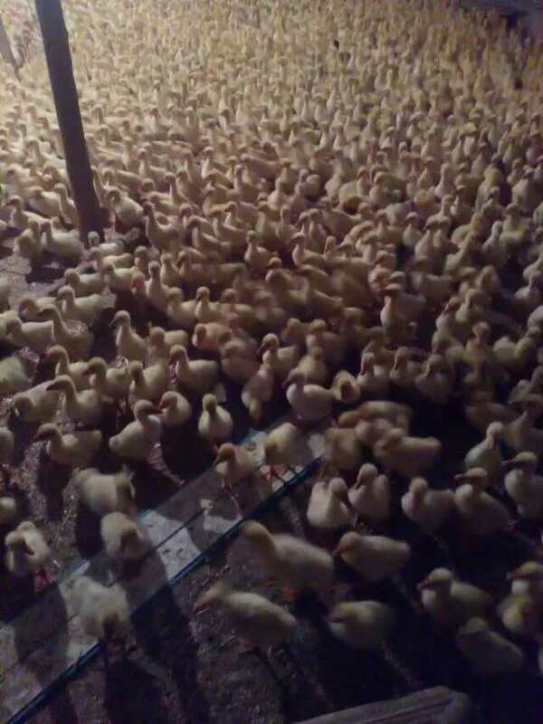 鸭蛋营养价值  鸭子养殖销售