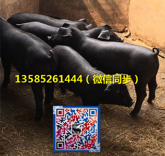 江苏苏太母猪价格，苏太黑猪价格江苏黑猪苏太母猪价格图片