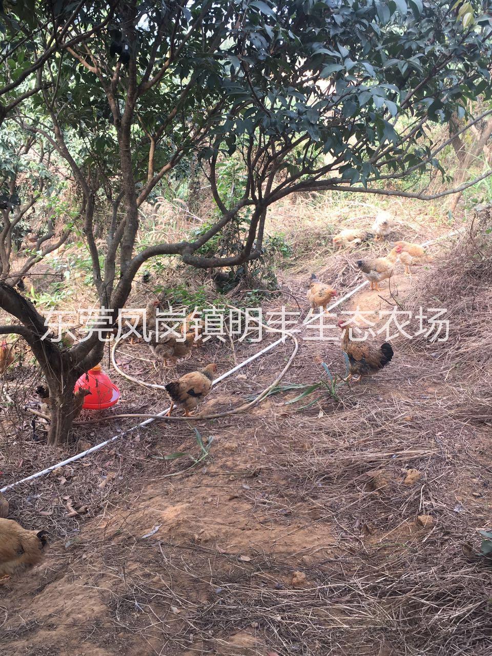 深圳月子鸡销售联系电话 深圳现货供应月子鸡价格 深圳月子鸡批发 深圳月子鸡养殖供应商