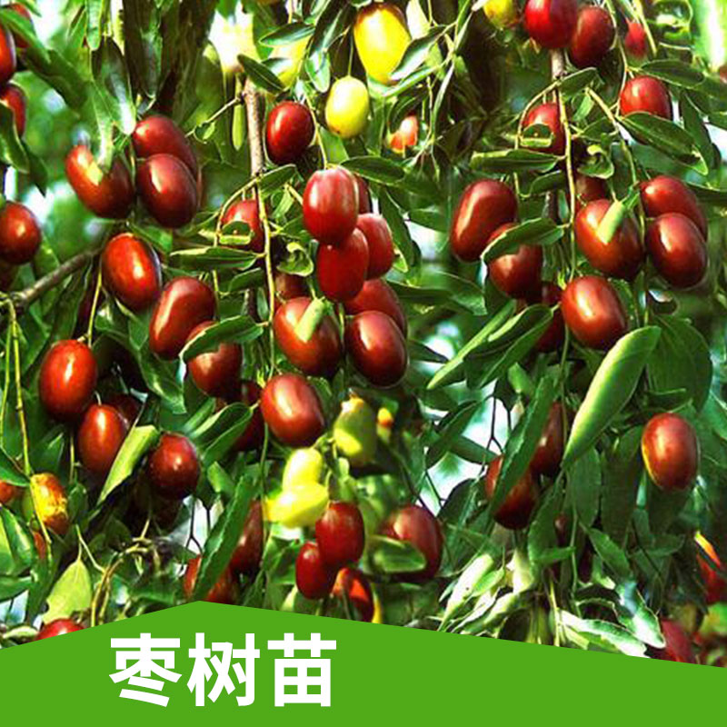 枣树苗出售品种梨枣果树枣中的珍品果大当年结果沾化冬枣梨枣图片