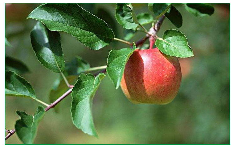 山西运城苹果树 产量高 成活率高 正宗南方特有