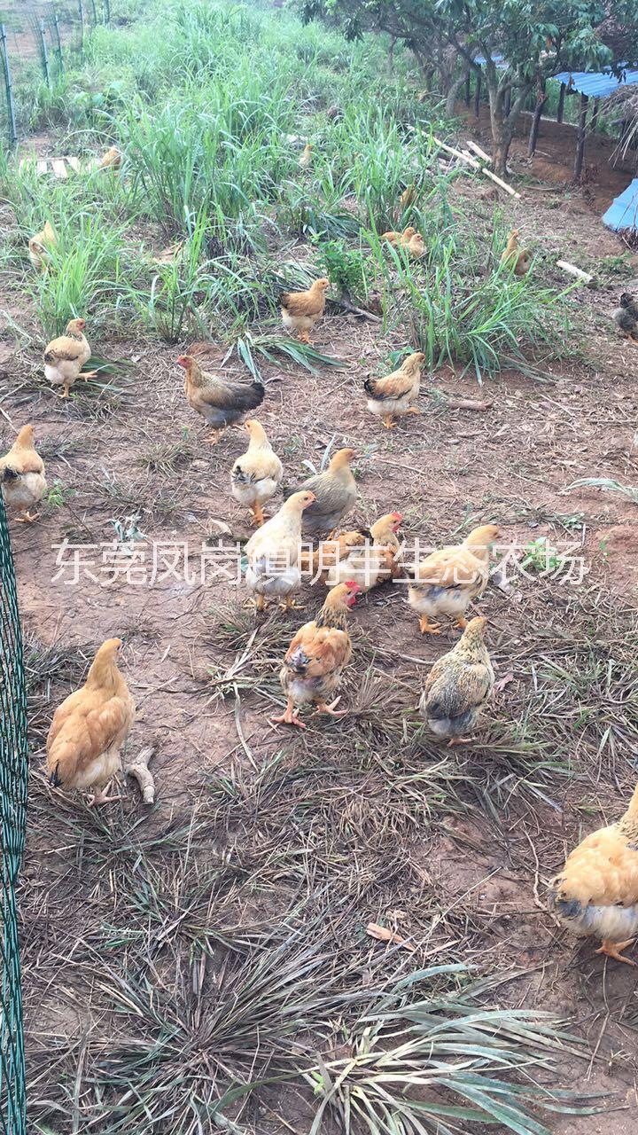 深圳散养土鸡经销商 果园农家鸡批发 农家鸡，走地鸡