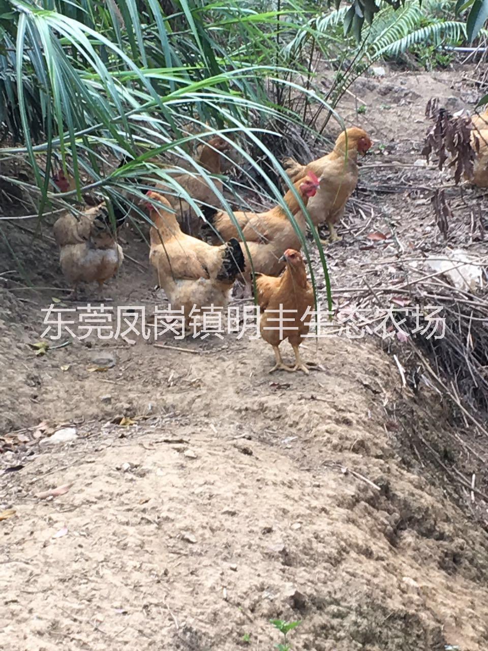 果园走地鸡 散养农家鸡批发 广东农家鸡供应商
