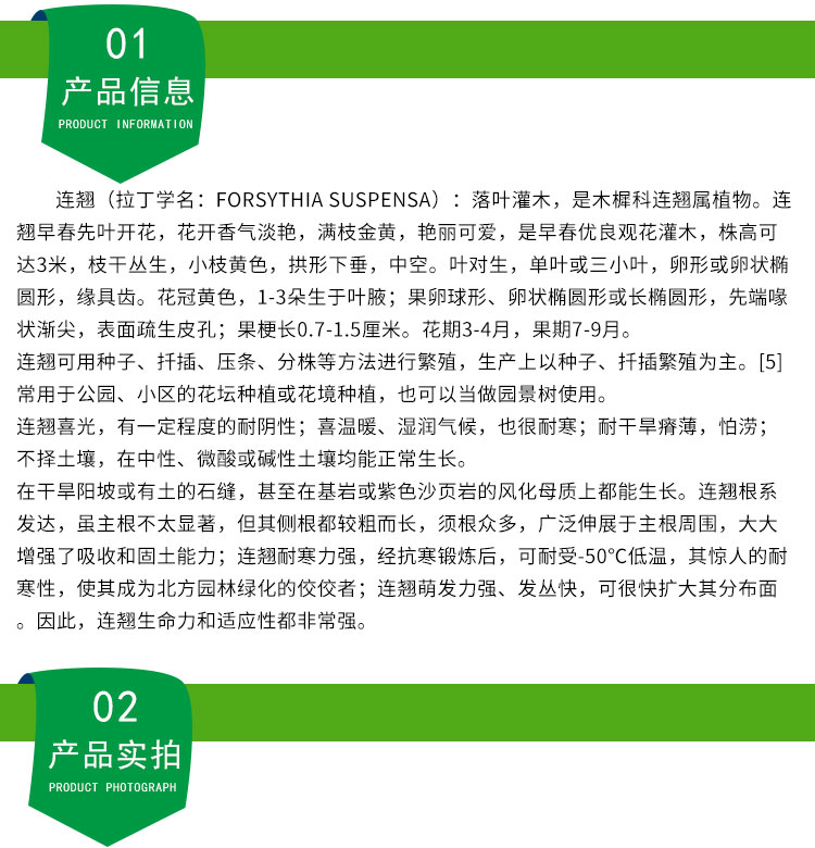 运城市药用连翘苗厂家药用连翘苗，药用连翘苗价格，药用连翘苗批发