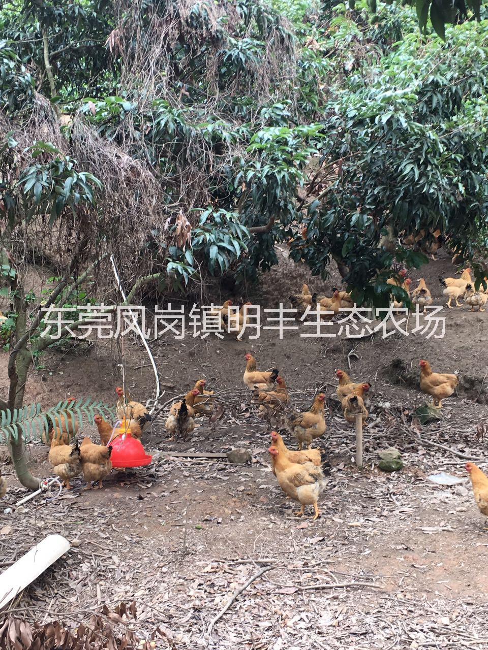 东莞供应散养土鸡 农家鸡批发 走地土鸡供应商 散养母鸡