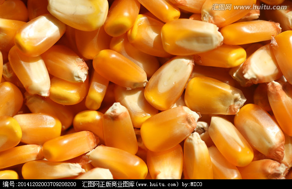 长年求购玉米大米大豆碎米油糠批发
