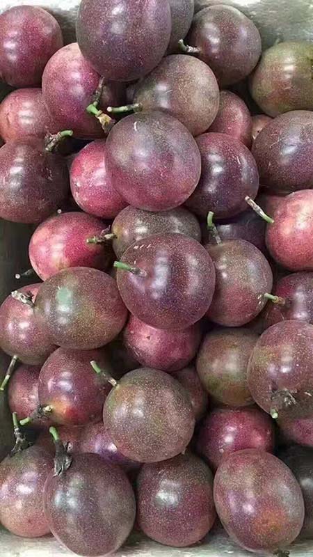 广西百香果现在批发市场价格多少钱一斤 紫香一号百香果