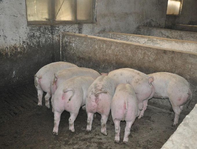 吉林省肉猪的营养价值