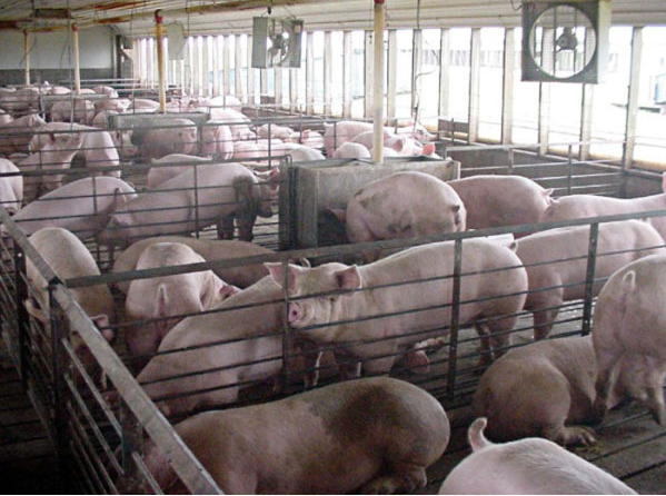 吉林省肉猪的营养价值