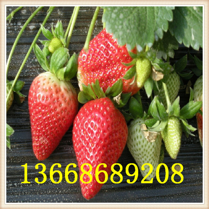泰安市草莓苗厂家草莓苗  红颜草莓苗   章姬草莓苗 四季草莓