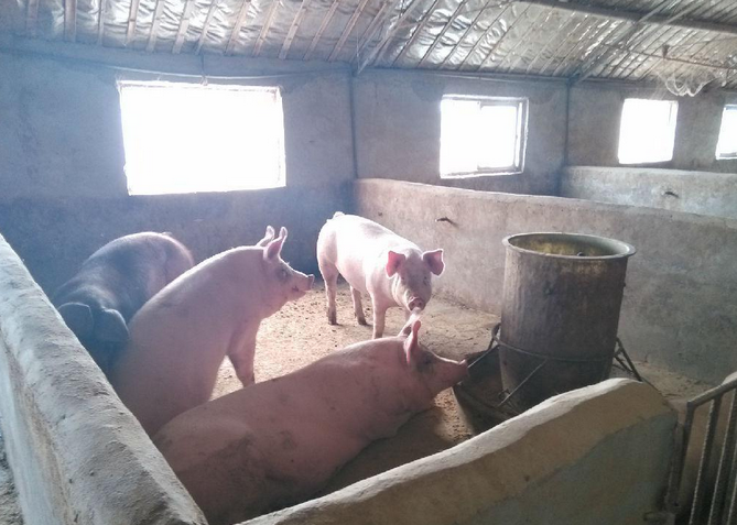 吉林省肉猪供应  优质家养肉猪