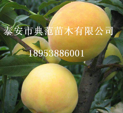 黄桃树苗批发供应地径1公分黄桃树价格发布黄桃品种介绍图片