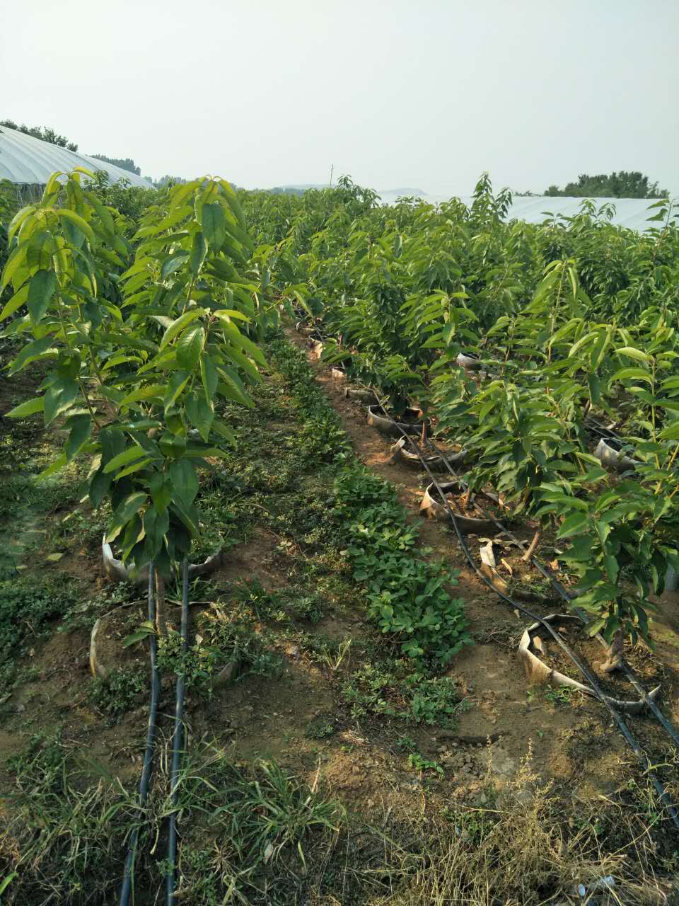 泰安市种植吉塞拉樱桃苗厂家