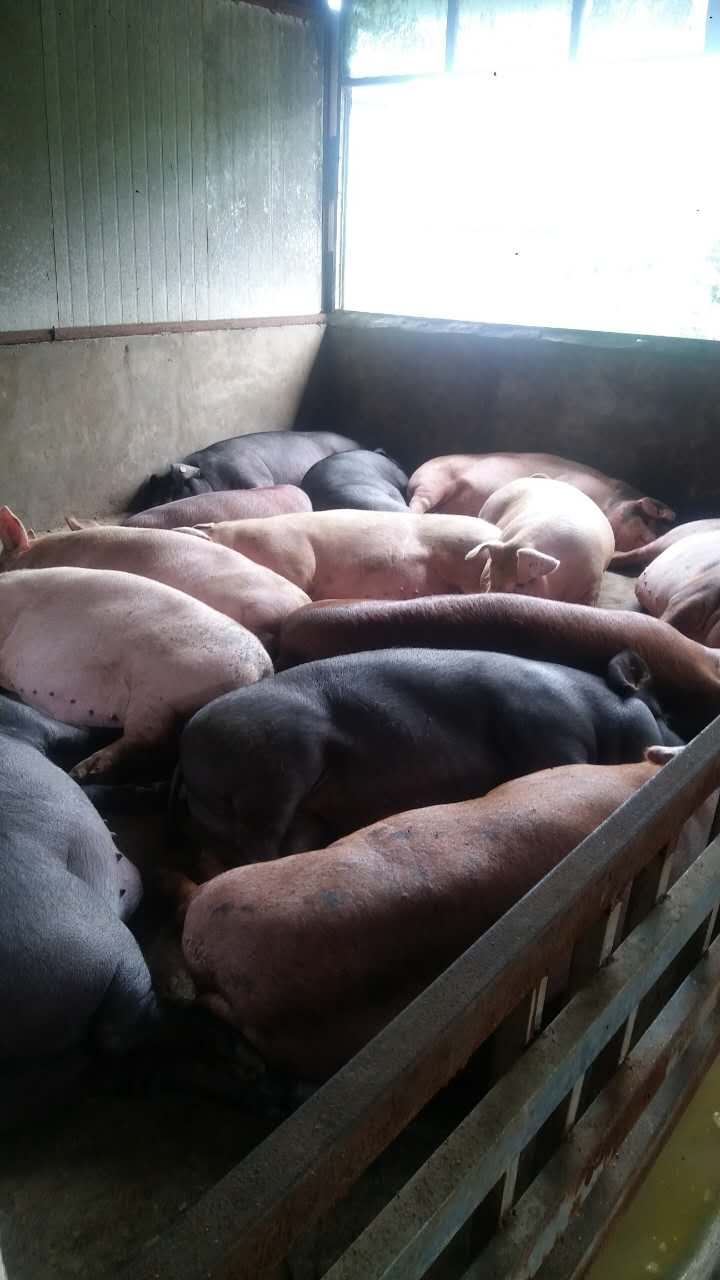 厂家供应生猪养殖