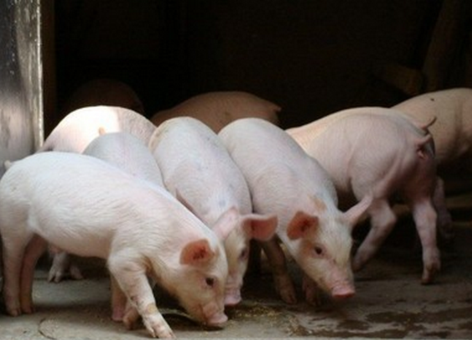 厂家供应生猪养殖