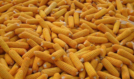 厂家玉米收购  小米收购  小麦收购