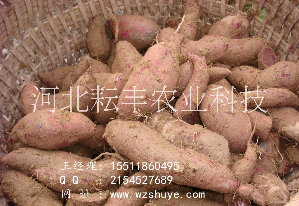 辛集红香蕉红薯品种 河北红薯批发