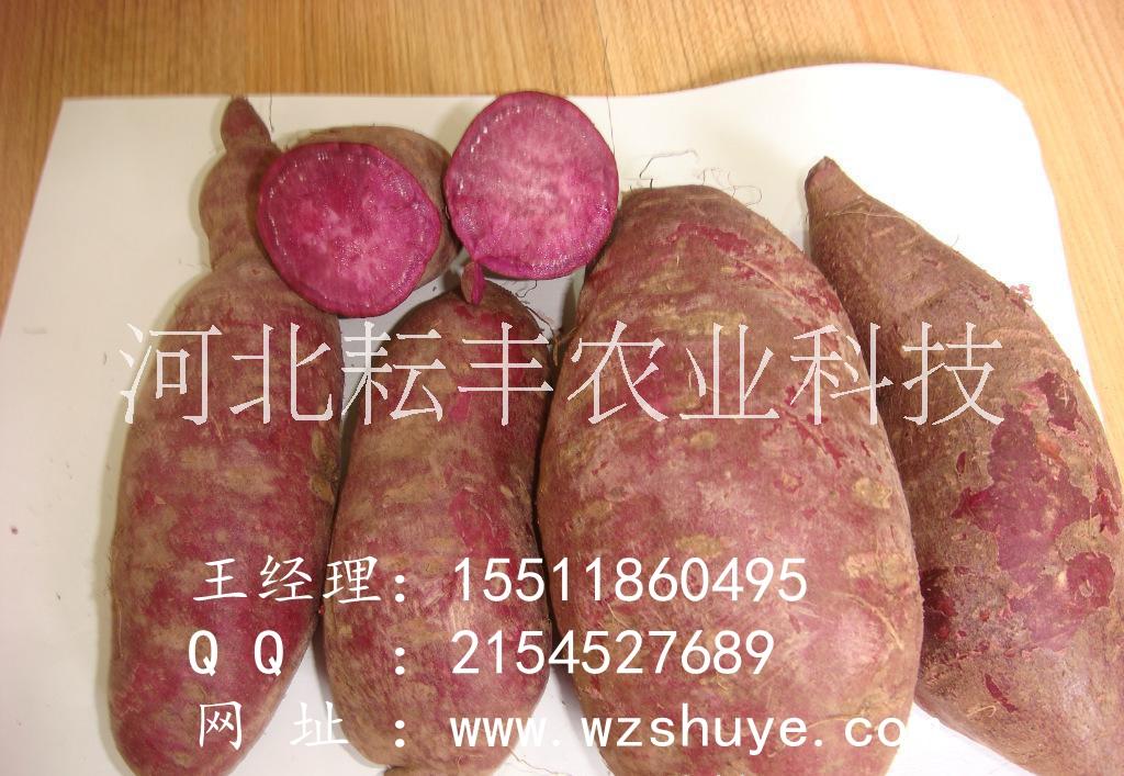 四平黄皮苏薯8号红薯品种  吉林黄皮苏薯8号红薯品种