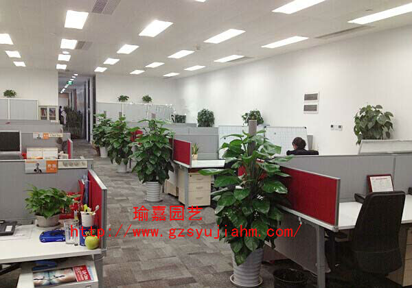 办公室绿植租售买卖服务，广州绿化园艺租花公司