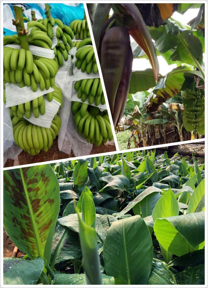 现货批发香蕉苗 香蕉种苗批发 泰国蕉苗 香蕉苗一级厂苗