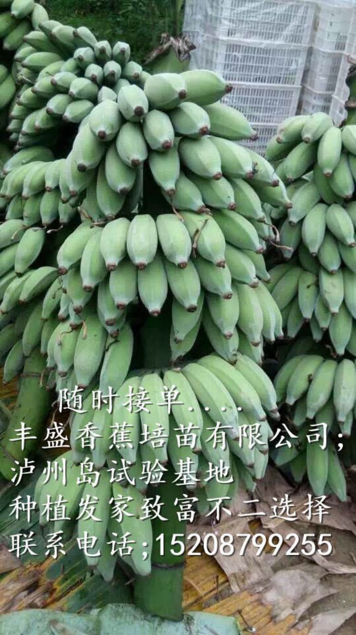 大量出售桂蕉6号香蕉苗 香蕉种苗批发  香蕉种苗供应商