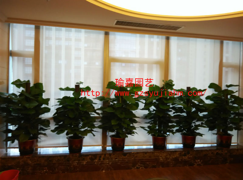 办公室绿植租售买卖服务，广州绿化园艺租花公司