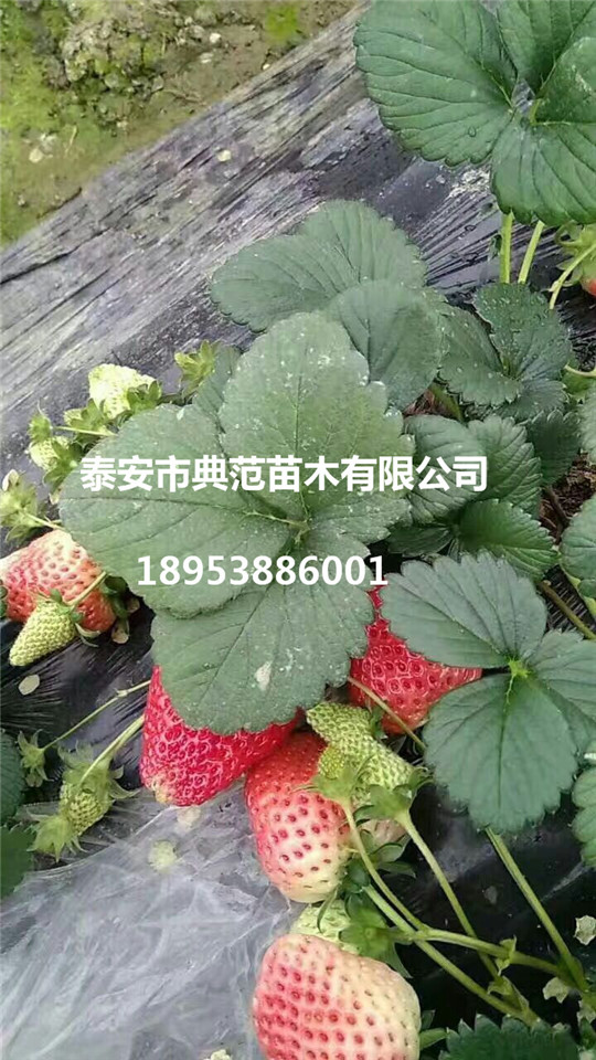 章姬草莓苗介绍