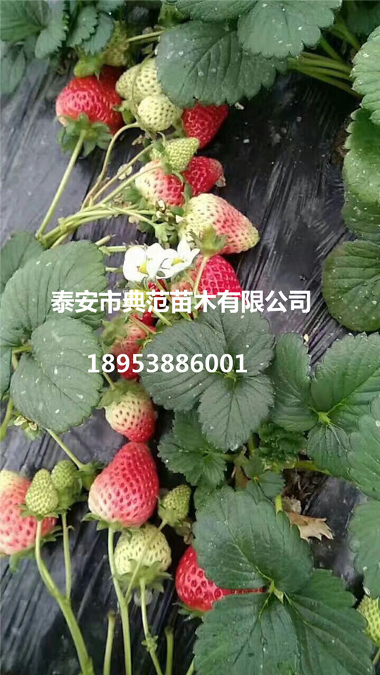 章姬草莓苗介绍
