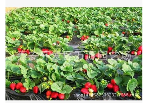 优质草莓苗 轴承自销草莓树苗  草莓树苗 供应商草莓树苗 厂家草莓树苗 批发