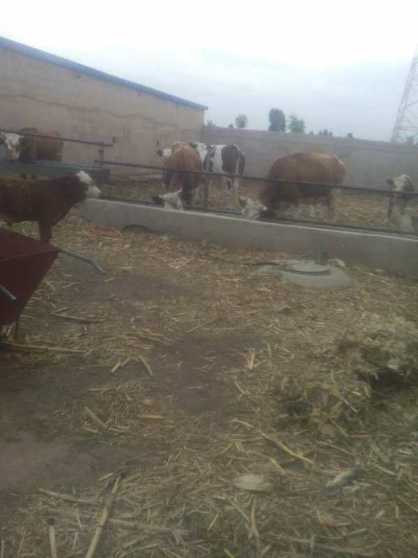 武威市肉牛养殖厂家