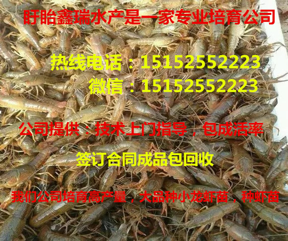 常州龙虾苗在那里买求购小龙虾苗 常州龙虾苗在那里买多少钱一斤