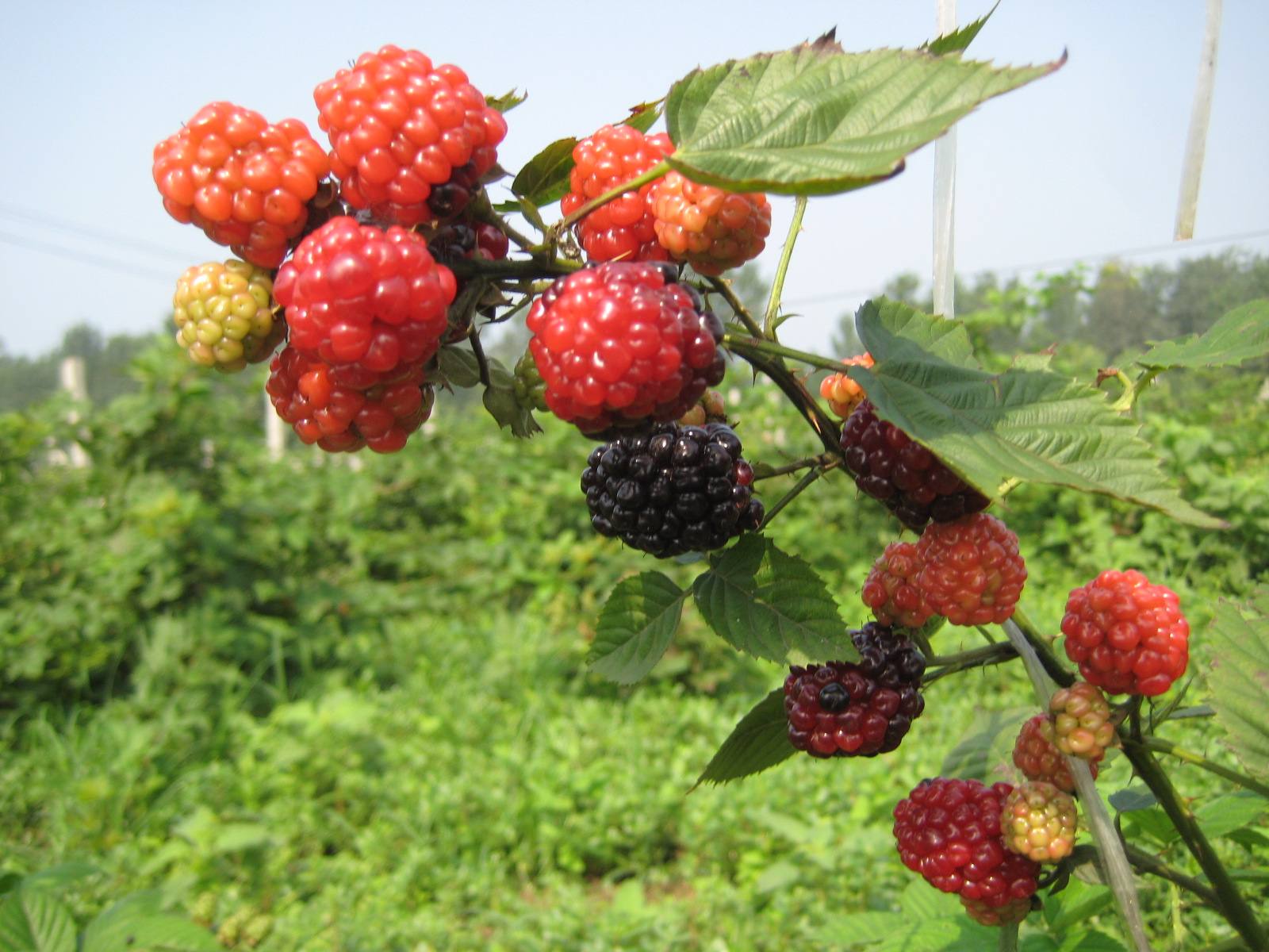 供进口天然浓缩果汁，红树莓浓缩汁