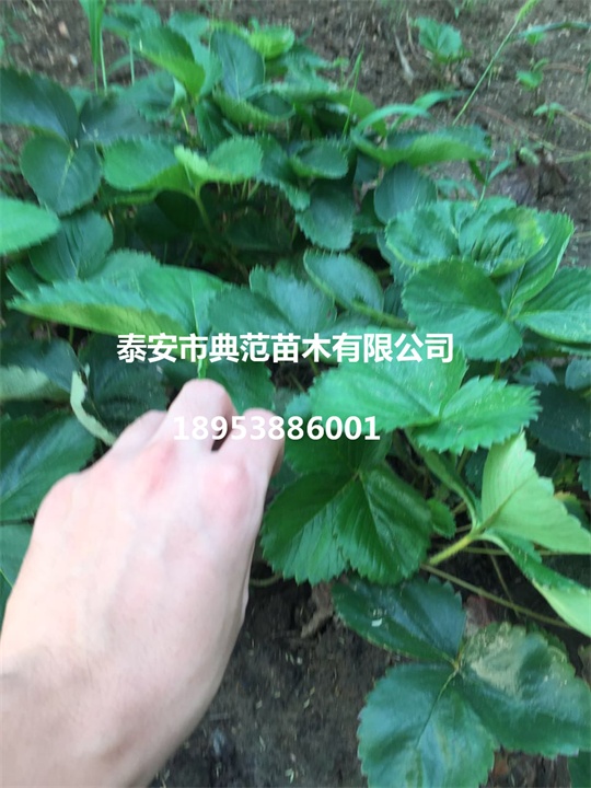 甜查理草莓苗价格