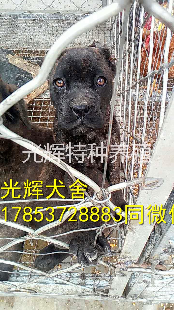 护卫犬 护卫犬卡斯罗多少钱便宜处理图片