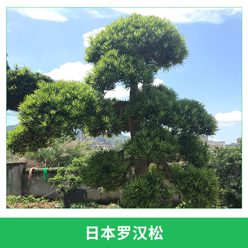 日本罗汉松园林庭园观赏树常绿针叶进口罗汉松造型罗汉杉盆景图片