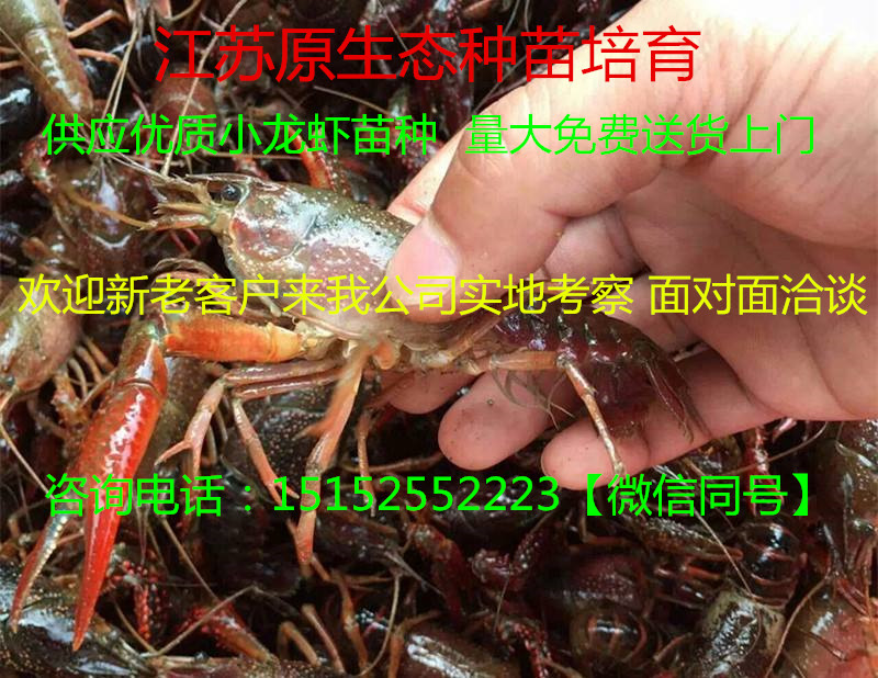 南通龙虾种苗价格一斤龙虾苗大概多图片