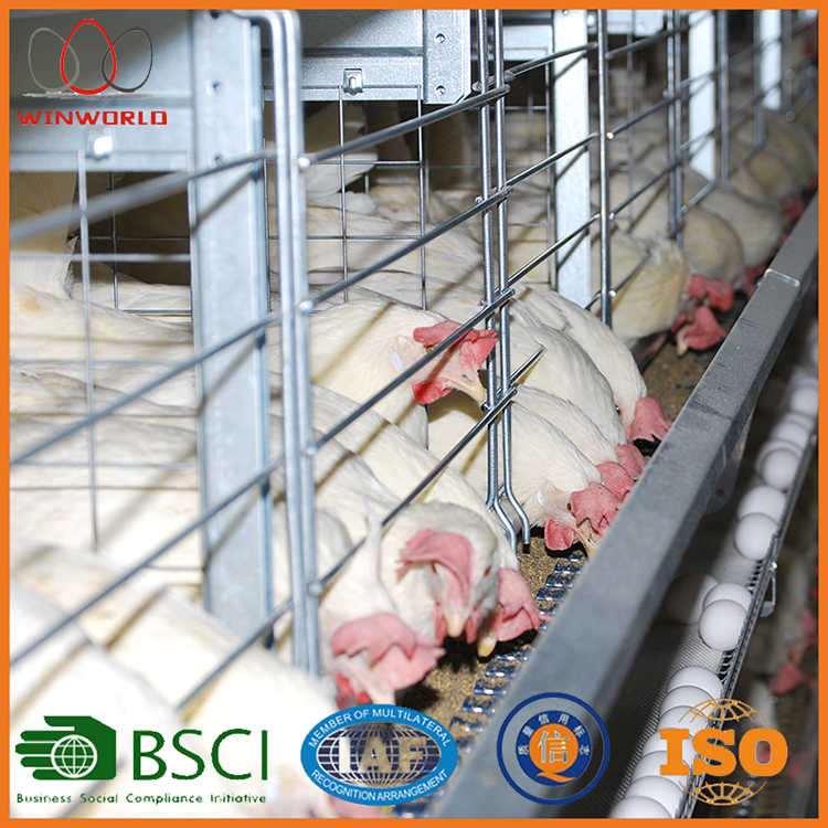 河南万华厂家直销全自动层叠式蛋鸡厂家供应养鸡设备层叠式蛋鸡养殖图片