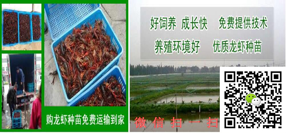 龙虾苗养殖基地哪里有卖龙虾苗龙虾苗多少钱一斤图片