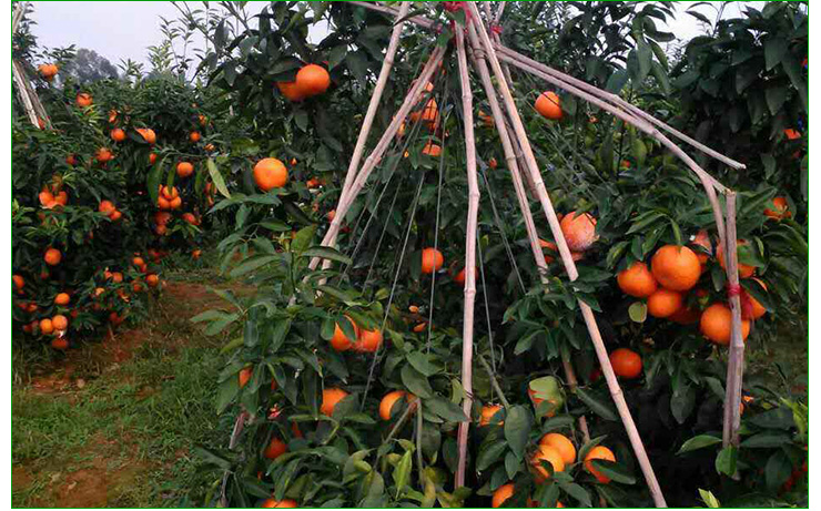 沃柑苗供应沃柑苗 沃柑桔苗 果树新品种沃柑苗 高产稳产橘子苗