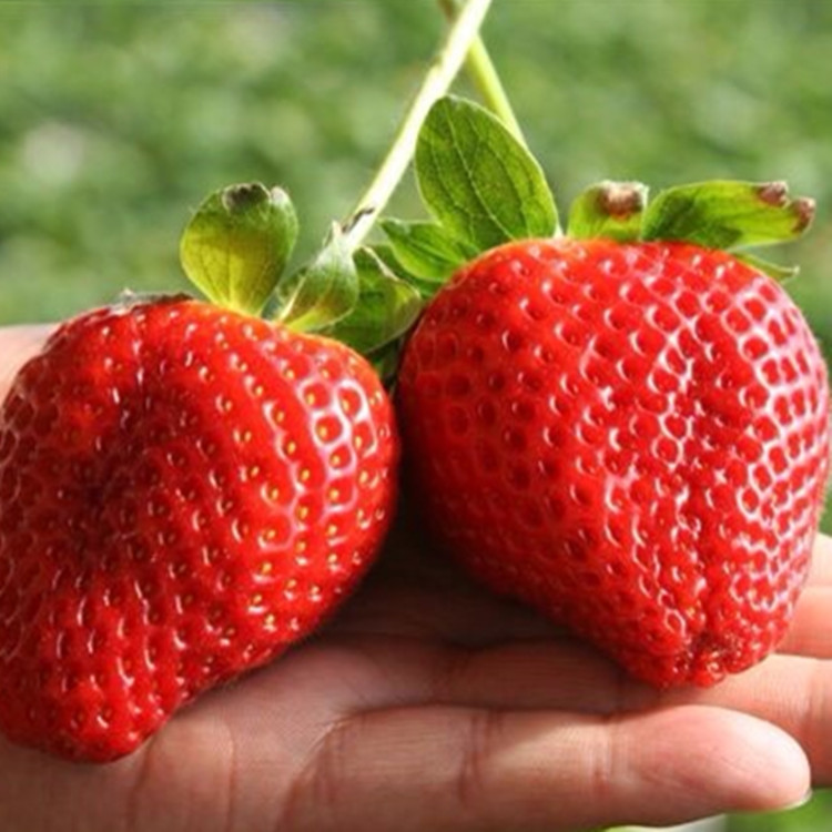 育苗基地批发草莓苗 品种全 美德莱特四季草莓苗 包成活 免费补苗图片