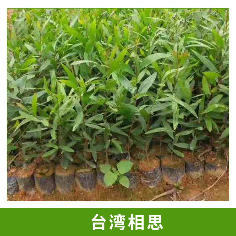 园林绿化工程树种台湾相思小苗相思树/相思子容器苗杯栽小苗