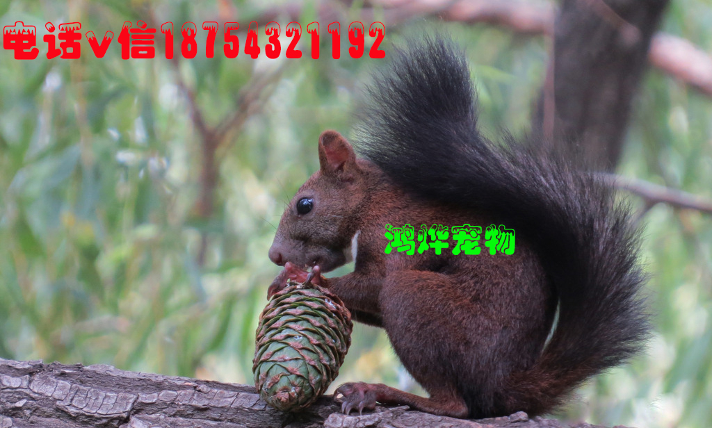 魔王松鼠吃什么魔王松鼠好养吗 上海哪里有卖魔王松鼠的